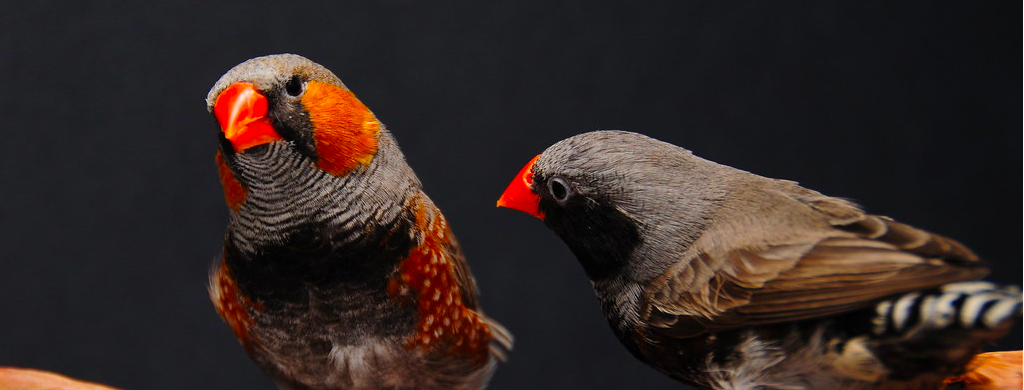 Weird chromosome may have spurred evolution of thousands of songbirds