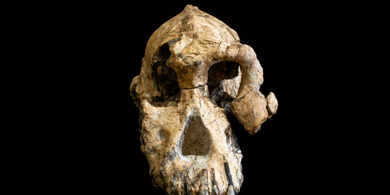 Rare 3.8-million-year-old skull recasts origins of iconic ‘Lucy’ fossil