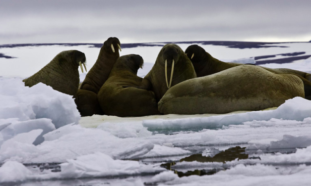 Vikings probably hunted Iceland’s walruses to extinction for ivory