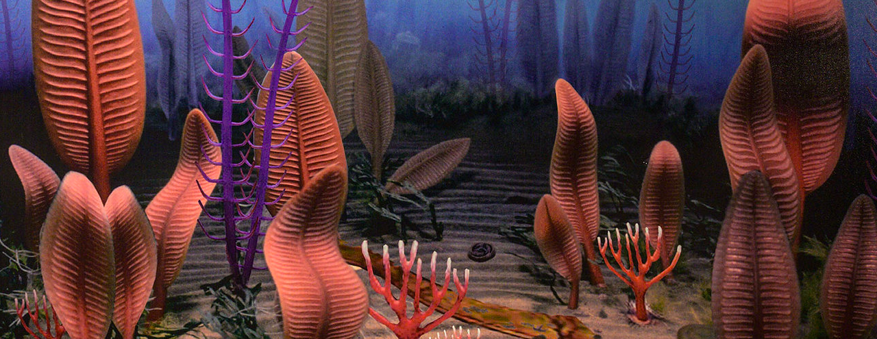 The bizarre plant-like animals that say life’s big bang never happened