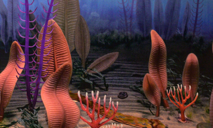 The bizarre plant-like animals that say life’s big bang never happened