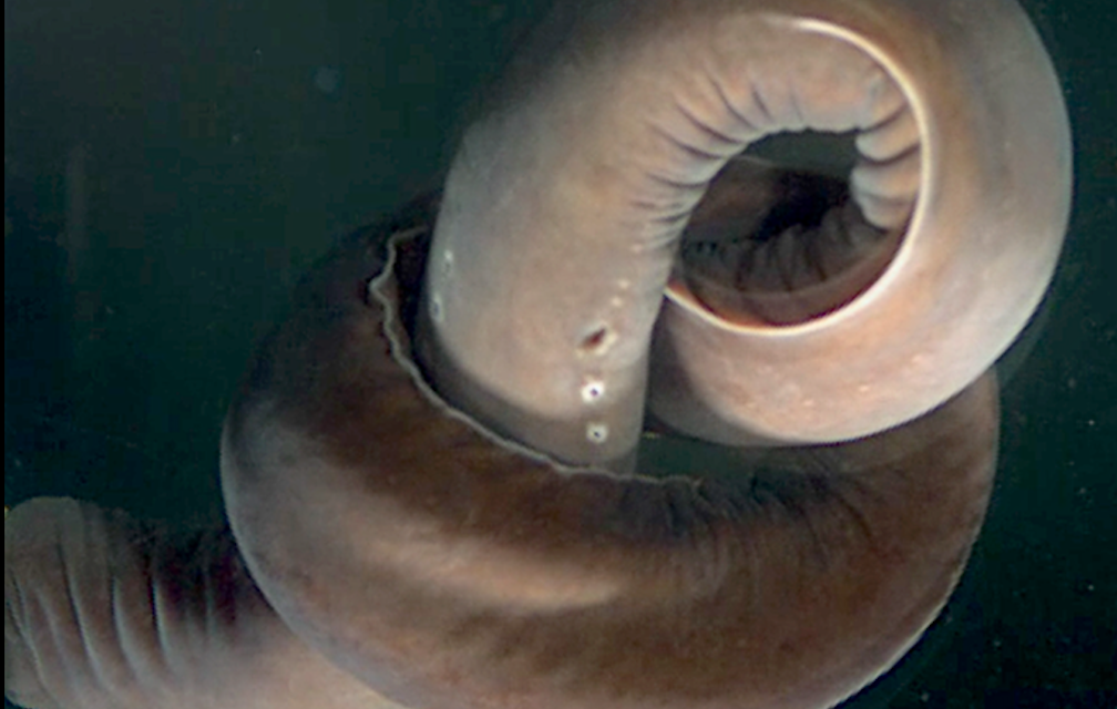 Hagfish tie their bodies into complicated knots to escape tight spots