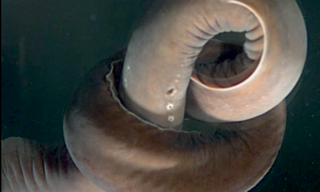 Hagfish tie their bodies into complicated knots to escape tight spots