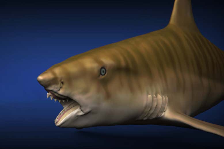 Ancient shark used its teeth like the blade of a power tool