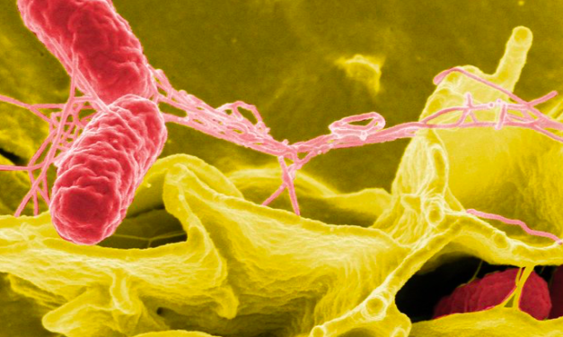Bacteria: The miracle microbes that could fix planet