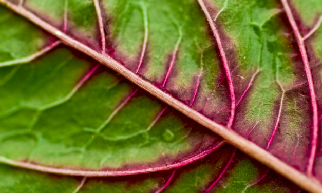 Cyber-spinach turns sunlight into sugar