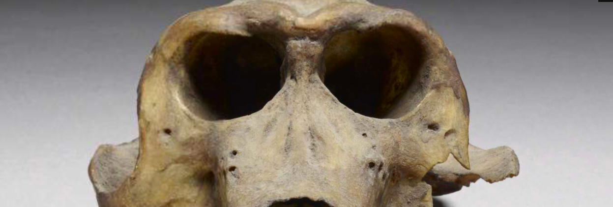 3300-year-old baboon skull may tell of mysterious ancient kingdom