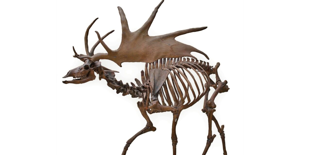 Extinct elk species had antlers that were too big to make sense