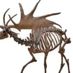 Extinct elk species had antlers that were too big to make sense